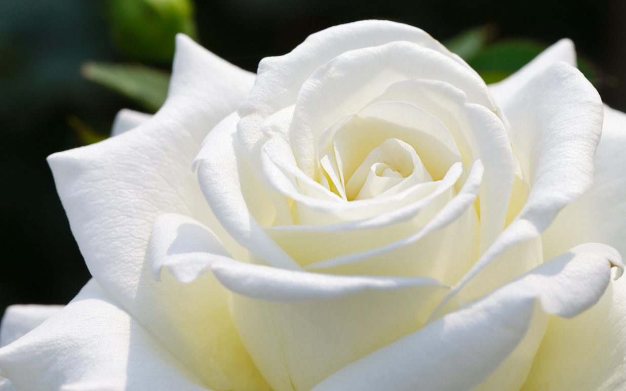 THE MEANING OF WHITE ROSES Best Flower Delivery Limerick Flowers