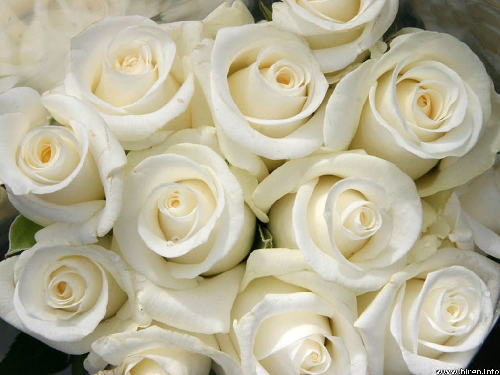 The Meaning Of White Roses Best Flower Delivery Limerick Flowers